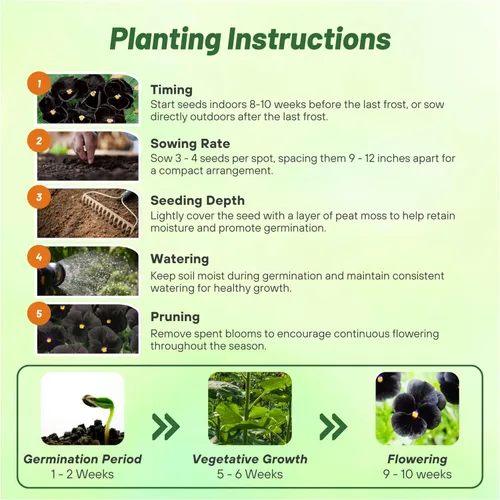 Vista 5 de Outsidepride Semillas de Viola Negra Pensamiento para Plantar - 1,000 Piezas. Plantas bianuales, trepadoras, resistentes al frío y amigables