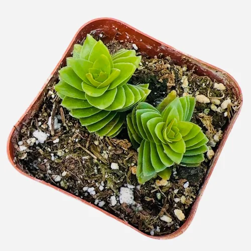 Vista 5 de Plantas vivas de crassula para decoración del hogar (collar de bebé de 2 pulgadas abigarrado)