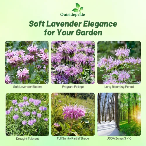 Vista 2 de Outsidepride Semillas silvestres de bergamota – 1000 piezas de semillas perennes, fáciles de cultivar y aptas para polinizadores Monarda Fistulosa