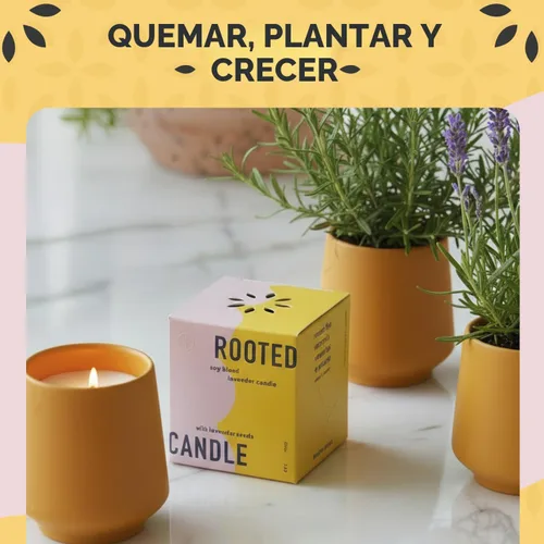 Vista 7 de Modern Sprout Rooted Candle - Vela perfumada de madera de cedro 2 en 1 y soja con semillas que crece en planta de lavanda, 6 onzas con 42 horas
