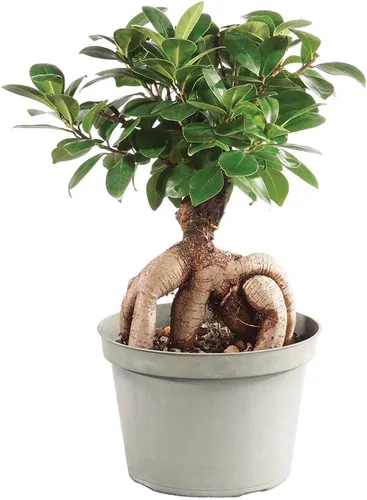 Vista 8 de Brussel's Bonsai Live Ginseng - Árbol bonsái de ficus injertado para interiores, pequeño, 4 años, de 6 a 8 pulgadas, árbol bonsái vivo en maceta