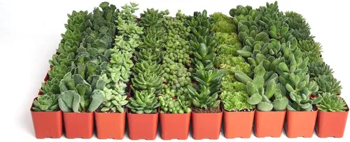 Vista 8 de Compre la suculenta y verde colección de suculentas., paquete de de 4