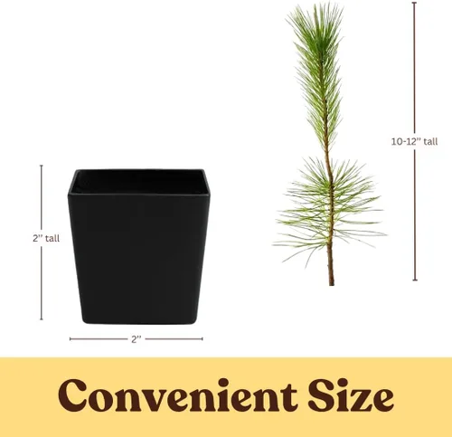 Vista 4 de My Shelfie - Árbol bonsái de pino negro japonés, árbol bonsái alto, plantas vivas para jardín exterior o interior, maceta de 2 pulgadas