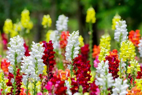 Vista 2 de Snapdragon Cenicienta Mix Flores Anuales Gigantes Altas Delphinium