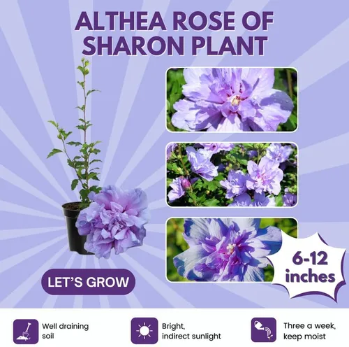 Vista 3 de Arbusto Althea de rosa púrpura de Sharon, arbusto de hibisco resistente bien arraigado de 7-13 pulgadas de alto con flores de verano para paisaje al