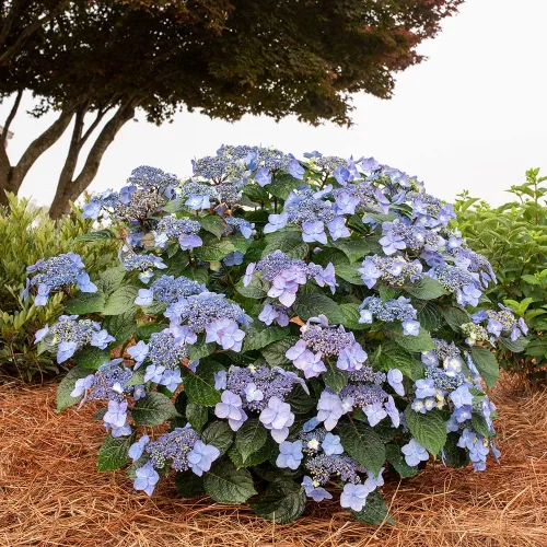 Vista 3 de Blooming & Beautiful - Pop Star Bigleaf Hydrangea - 3 gal - Hortensias de verano sin fin - Rebloomer pesado compacto - Flores azules rosadas - Zonas
