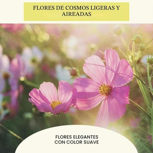 Vista 3 de Sereniseed Sensation Mix Cosmos Seeds (2 oz)