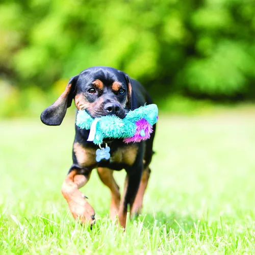 Vista 2 de KONG Ali Alligator Cozie - Juguete para perro, pequeño