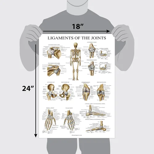 Vista 2 de Palace Learning Póster anatómico de ligamentos de las articulaciones - LAMINADO - Tabla de anatomía del ligamento - 18" x 24