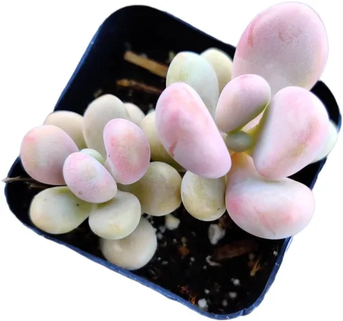 Vista 12 de Plantas suculentas vivas de USKC (maceta de 5 cm Crassula 'Tiempo de primavera')