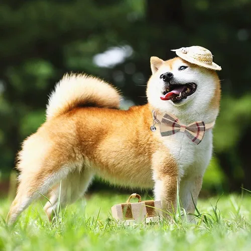 Vista 8 de Juego de arnés para perro con correa y collar de corbatín - Arnés para cachorro a cuadros beige, a prueba de escape, chaleco ajustable sin tirones