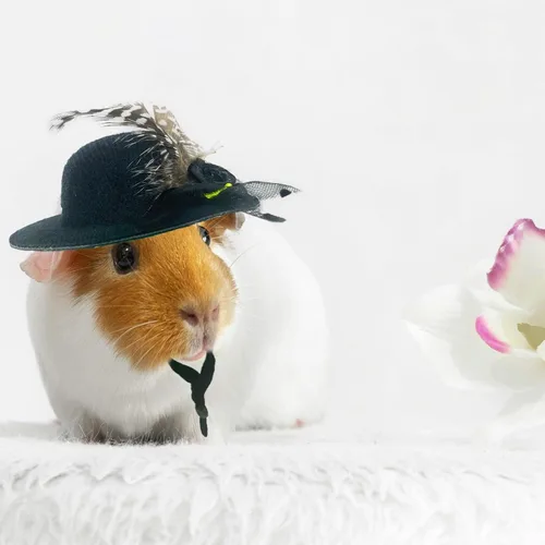 Vista 6 de 6 piezas de sombreros de pollo, sombreros para muñecas, ropa para osos, ropa para peluches, cascos de pollo