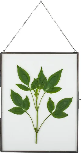 Vista 11 de NCYP Marco flotante de vidrio colgante para flores secas prensadas, fotos, imágenes, especímenes de plantas pequeñas, 8 x 8 pulgadas, negro