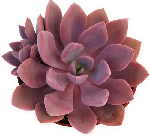 Vista 13 de Fat Plants San Diego Live Echeveria Planta Suculenta Híbrida, Lola