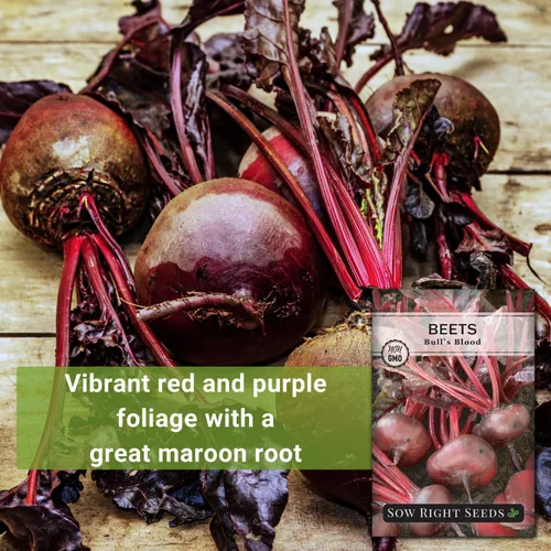 Vista 3 de Sow Right Seeds - Semillas de remolacha sanguina para plantar - Paquete de reliquia sin OMG con instrucciones para plantar y cultivar un huerto