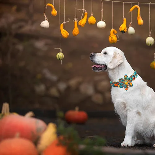 Vista 6 de Collar para perro Elegant little tail de otoño, collares para mascotas de Halloween con flor, lindo estampado de calabaza, collar para cachorro B