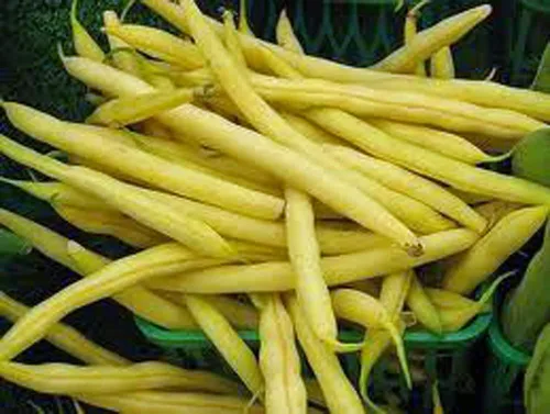 Vista 2 de Frijol, grano de cera dorada, sin OMG, 100 por paquete, frijoles amarillos deliciosos y abundantes.