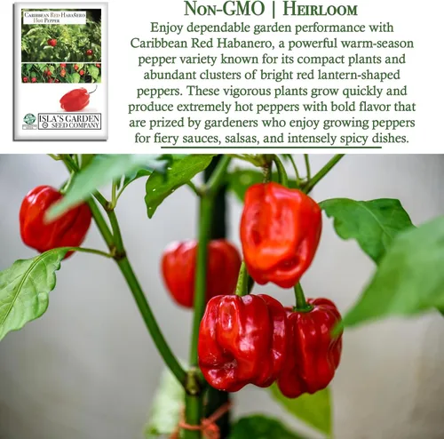Vista 3 de Semillas de pimiento picante Habañero rojo caribeño, 25 semillas tradicionales por paquete, semillas sin OMG, nombre botánico: Capsicum chinense