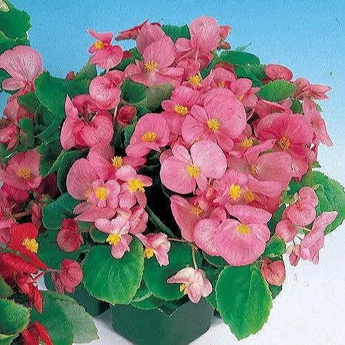 Vista 4 de Park Seed Semillas de begonia rosa Dragon Wing, incluye 10 semillas por paquete Ala de dragón rosa