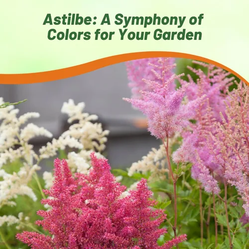 Vista 6 de Outsidepride Bunter Astilbe Seeds - 1000 semillas de flores perennes, tolerantes a la sombra para plantar flores mixtas vibrantes en áreas húmedas