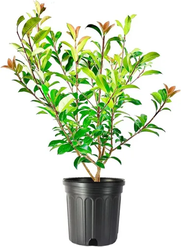 Vista 10 de Punta Roja Planta de 1 galón grande Photinia Fraseri Arbusto de hoja perenne, seto de privacidad de rápido crecimiento, color durante todo