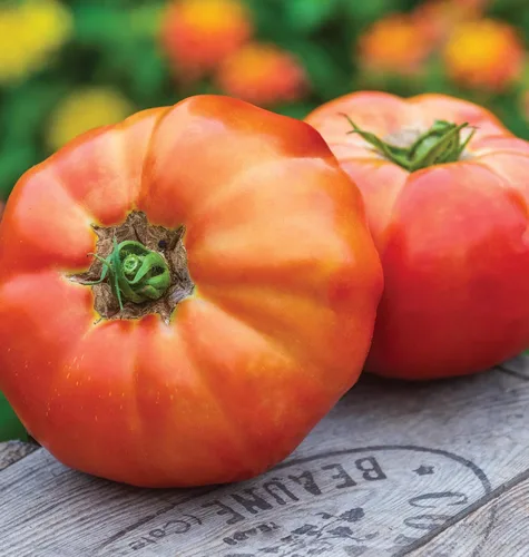 Vista 4 de Burpee 'Big Rainbow' Heirloom, Tomate Grande Beefsteak para Rebanar, 100 Semillas Sin OGM