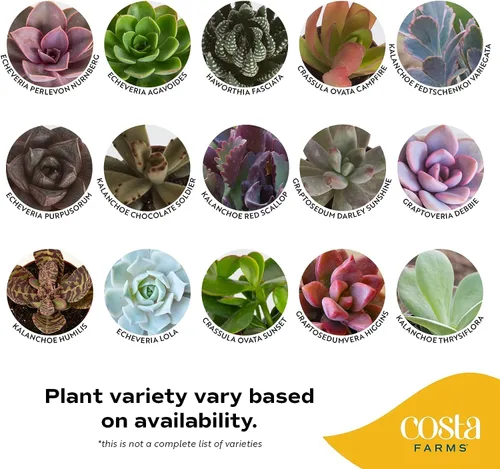 Vista 3 de Plantas vivas HAWORTHIA de Costa Farms, Grower's Choice