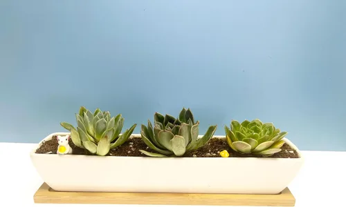 Vista 7 de Sea Star - Maceta moderna rectangular minimalista de cerámica blanca de 10 pulgadas para plantas suculentas para oficinas, escritorios, ventanas