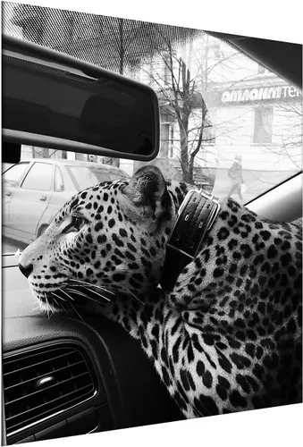 Vista 17 de Impresión de guepardo en el espejo, impresión de fotografía en blanco y negro, leopardo vintage en blanco y negro, fotos de espejo con aspecto