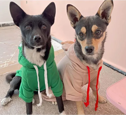 Vista 4 de Ropa cálida de invierno para perros, con forma de rana, color verde Verde (Green Frog)