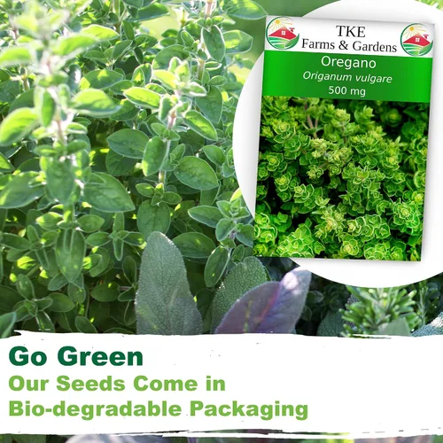 Vista 6 de TKE Farms & Gardens - Semillas de orégano para plantar, más de 3000 semillas de reliquia sin OMG, 500 mg, hierba perenne polinizada abierta