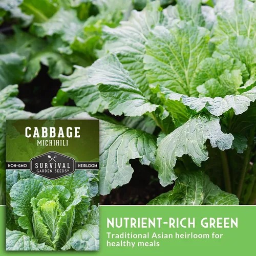 Vista 5 de Survival Garden Seeds - Semilla de col Michihili Napa/Nappa para plantar - Paquete con instrucciones para plantar y cultivar verduras Brassica