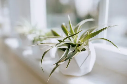 Vista 5 de Air Plant Shop Juego de 3 soportes geométricos blancos con plantas de aire mixtas, al por mayor y a granel, suculentas - Tillandsia viva - Plantas