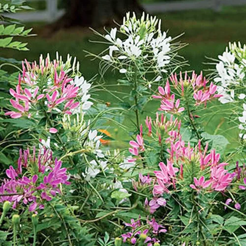 Vista 3 de UtopiaSeeds Cleome Seeds - Flor de araña - Planta de néctar para mariposas monarca - Aproximadamente 5000 semillas
