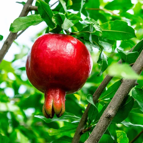 Vista 5 de Granada rusa en una maceta de 1 galón para cultivador Resistente al frío y tolerante a la sequía Produce grandes y deliciosos frutos Verdadero