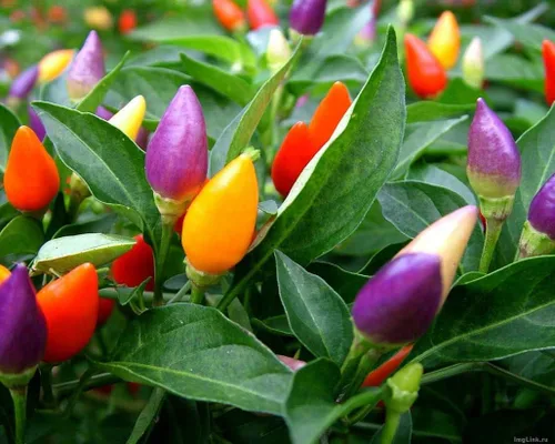 Vista 2 de Más de 50 semillas de pimiento picante ornamental para mascarada, mezcla de verduras