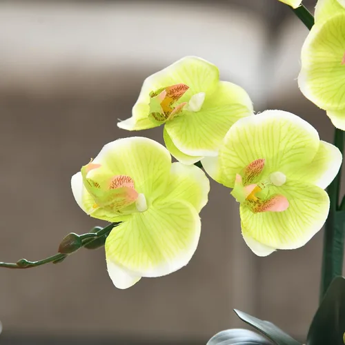 Vista 6 de Arreglos de macetas de plantas de flores de orquídea Phalaenopsis de seda artificial de 15 pulgadas de alto (verde manzana)
