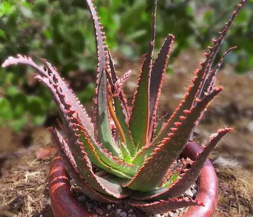 Vista 8 de Plantas suculentas de aloe vivo (paquete de 3), plantas suculentas viven en tierra para macetas, plantas suculentas en maceta, plantas vivas