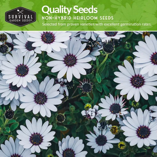 Vista 3 de Survival Garden Seeds Colección de semillas de margaritas para plantar, 4 paquetes, escamas africanas, capa, pintadas y margaritas Shasta, semillas