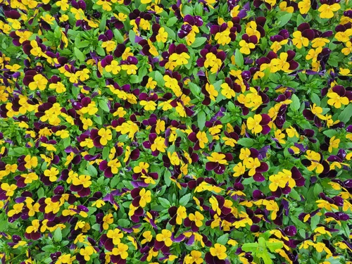 Vista 6 de 50 semillas de flor tricolor de viola violeta DARK JOHNNY JUMP UP