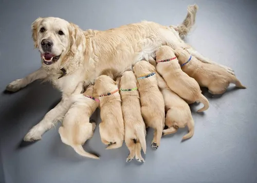 Vista 2 de Correa Blaoicni con identificación para cachorros, correa de nailon suave, ajustable, para mascotas recién nacidas, con tablas de registro