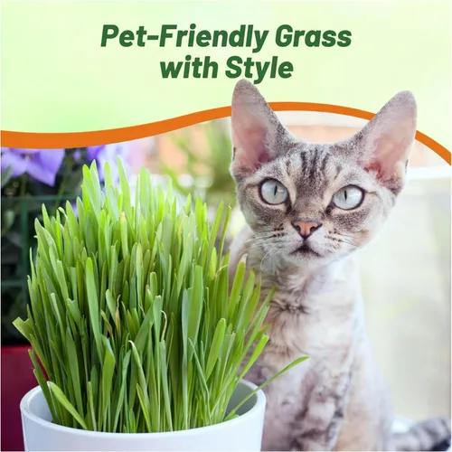 Vista 6 de Outsidepride - 500 semillas de la hierba ornamental cebada (Hordeum vulgare Variegate [Cat Grass] para sembrar