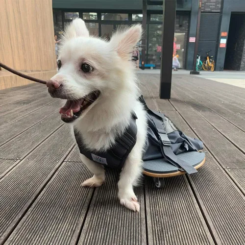 Vista 2 de derYEP Silla de ruedas para mascotas para patas traseras paralizadas para perros que protegen el pecho y las extremidades
