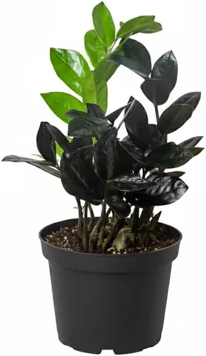 Vista 18 de Alocasia Bambino (maceta cultivadora de 4 pulgadas) - Planta de interior con poca luz y saludable - Planta de interior de interior fácil de cuidar