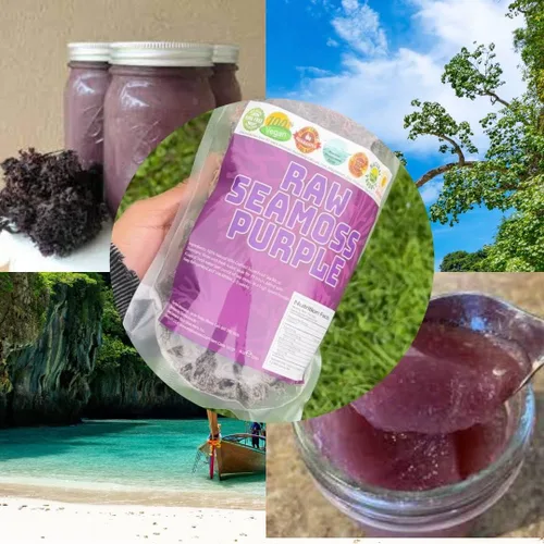 Vista 5 de Musgo marino morado Musgo marino irlandés Wildcrafted - 100% natural, hace más de 120 onzas de gel de musgo de mar, para la salud y el bienestar