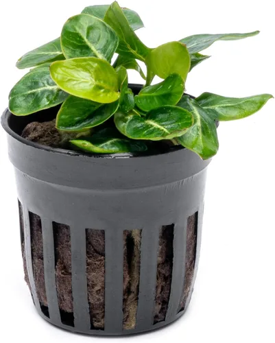 Vista 46 de SubstrateSource Plantas vivas – Anubias Hastifolia (Anubias hastifolia) – Luz baja a moderada, hojas en forma de flecha de color verde medio a