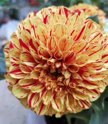 Vista 6 de Mezcla rara Dalia Pompon Semillas de flores Coloridas Variabilis Hermosa planta anual de césped al aire libre Bonsái Semillas Floración Floración