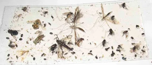 Vista 8 de Paquete de 10 trampas adhesivas para grillo, cucaracha/escorpión de camello