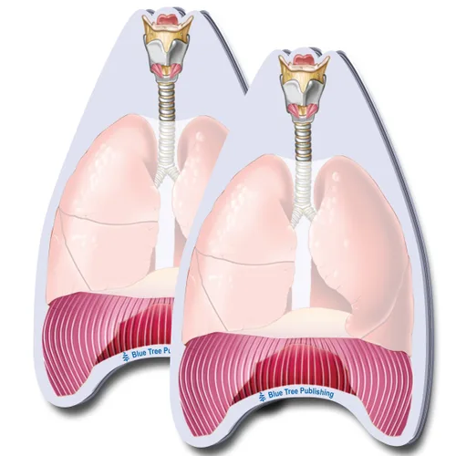 Vista 27 de Notas Adhesivas de Anatomía