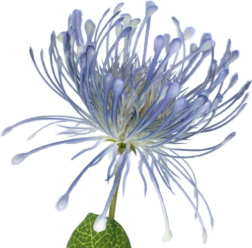 Vista 3 de Hollyone Flores artificiales azules de crisantemo de 33 pulgadas, 2 piezas, arreglo floral de mamá araña, flores artificiales grandes con 3 cabezas